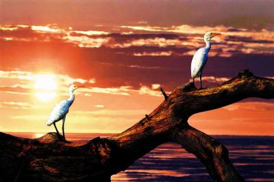 Egrets at sunset