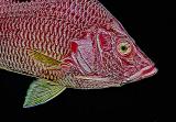 Red Fish