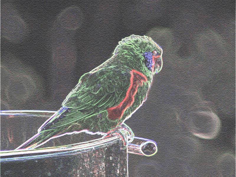 Parrot-sketch