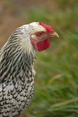 CRW_3319usm.jpg