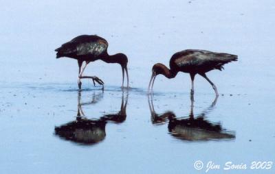 Glossy Ibis