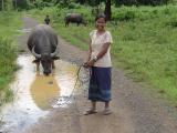 Taking the water buffalo for walkies