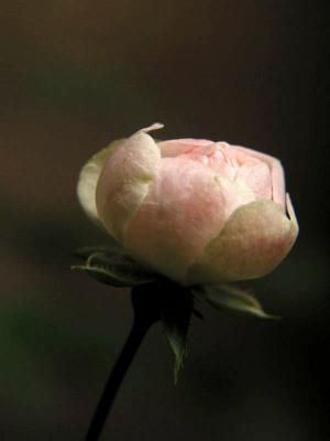 rose1z.jpg