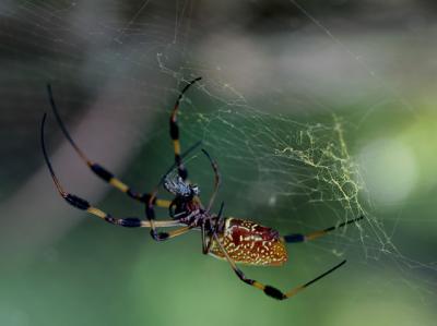 golden silk IMG_4219e.jpg