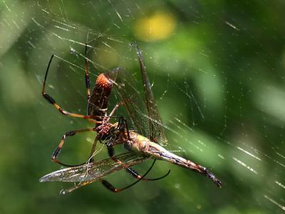 golden silk with dragonfly IMG_4949e.jpg