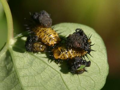 larvae of some kind of leaf beetle