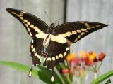 Giant Swallowtail IMG_3954e.jpg