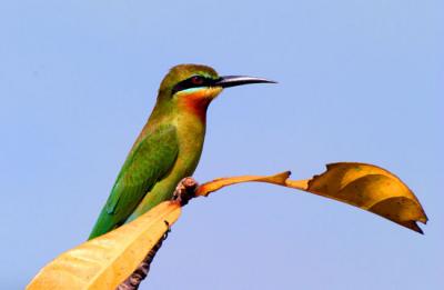 blue tailed beeeater