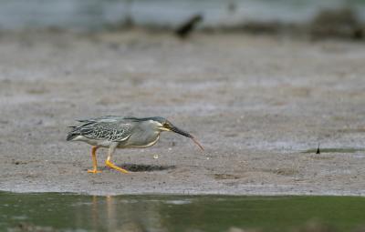 Little Heron