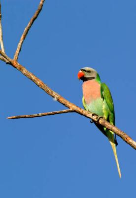 Red Breasted Parakeet (Changi)