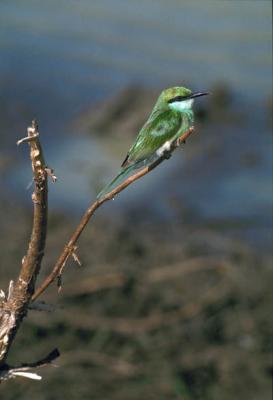 u32/jkhw73/medium/31462530.beeeaterbluethroatprotr.jpg