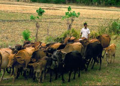 Boy and cows