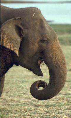 Elephant at  Uda Walawe