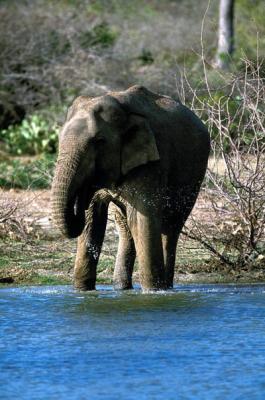 elephant drinking at Bundala
