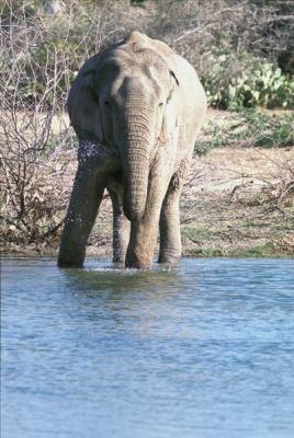 elephant drinking at Bundala
