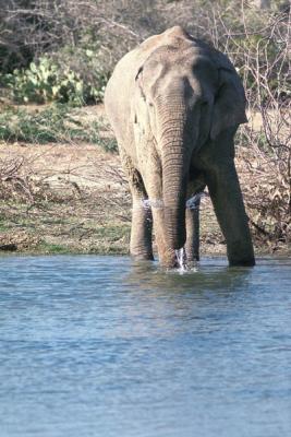 Uda Walawe National Park (Elephant Santury)