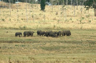 elephant herd