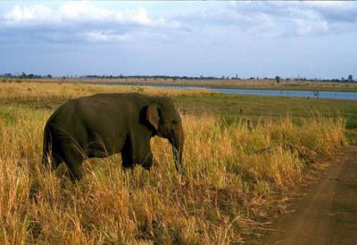 Elephant crossing the dust road