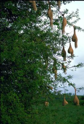 Weaver nests