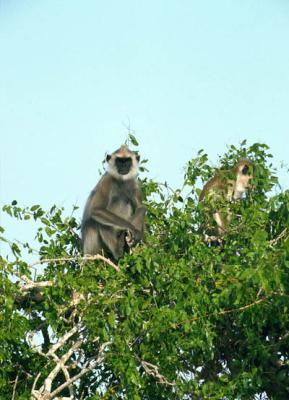 langurs