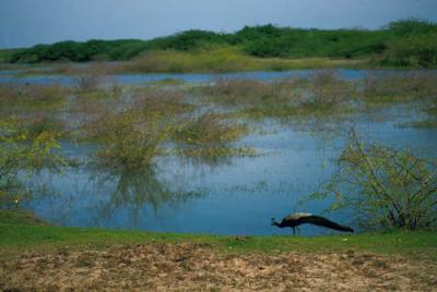 Landscape of Uda Walawe