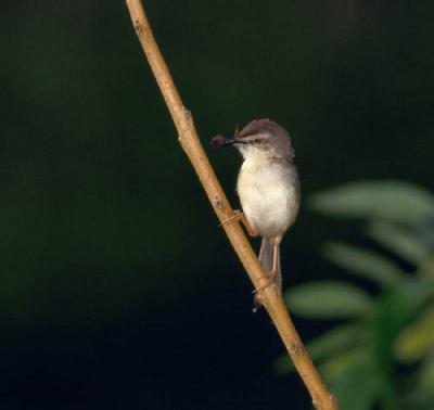 prinia