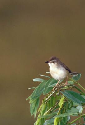 prinia