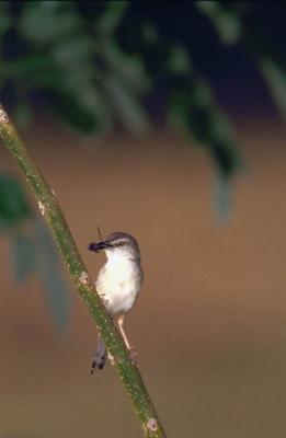 prinia