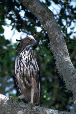 Changeabel Hawk-Eagle