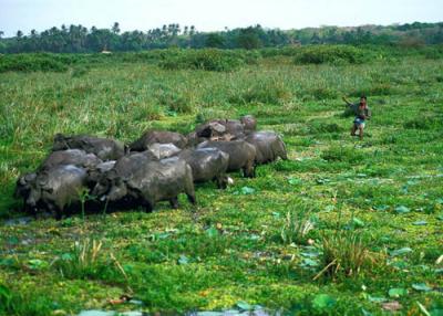 Buffalos