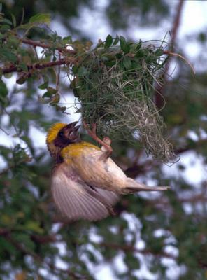 weaver