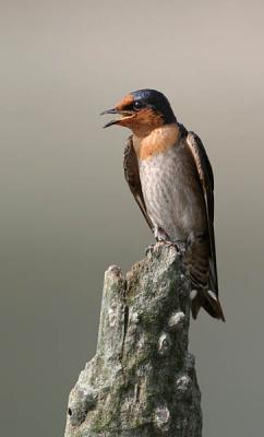 Pacific Swallow