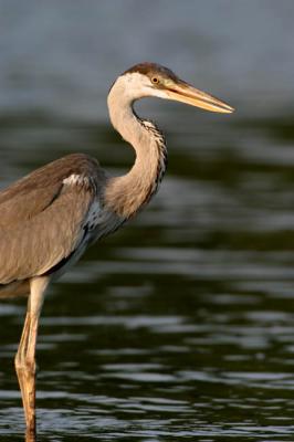 Grey Heron in evening light