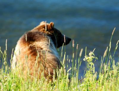 Grizzly
