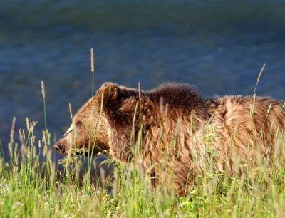 Grizzly in Weeds