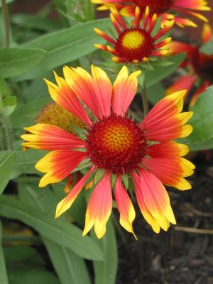 Mom's Flowers 2