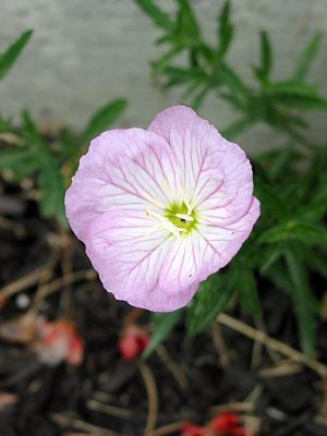 Mom's Flowers 3