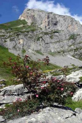 La Petite Arcizette et la rose