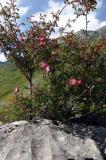 Eglantier daltitude - Wild rose