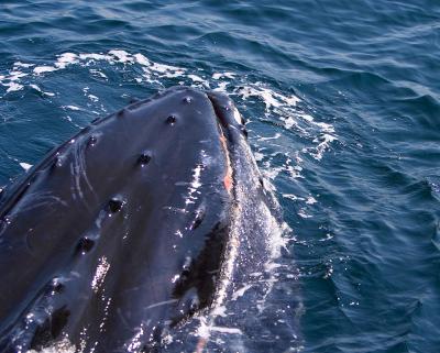 whale head.tif