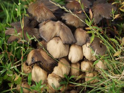 What a load of fungi ... ! - 16th July 2004 - PaD