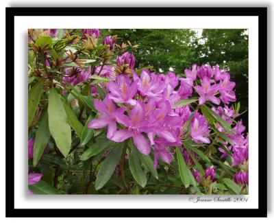 u32/joannes/medium/31445823.FlowerFramed.jpg