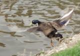 Ducks in Flight - 15th July 2004 - PaD