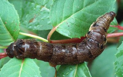 Elephant Hawk - Moth Caterpillar.