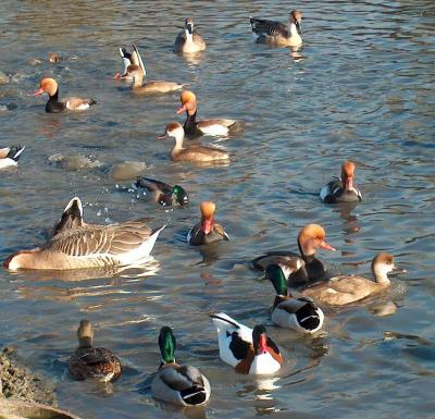 Taken at Wildfowl & Wetlands Trust, Slimbridge, Gloucestershire.