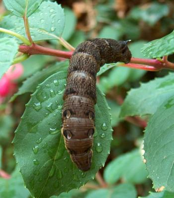 Elephant Hawk-Moth Caterpillar.