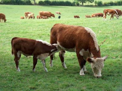 Hereford cow & calf.