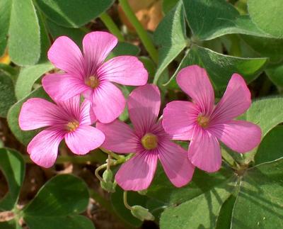 Pink Oxalis.