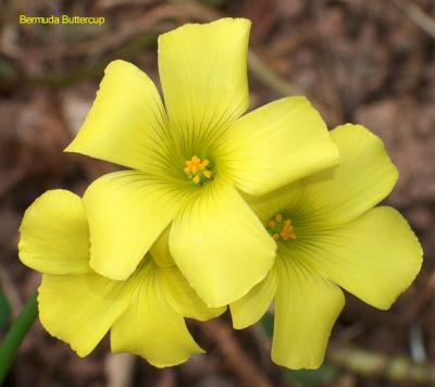 Burmuda Buttercup.