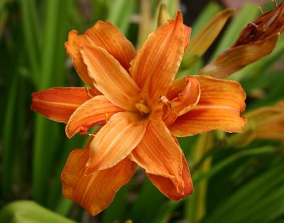 Day Lily.